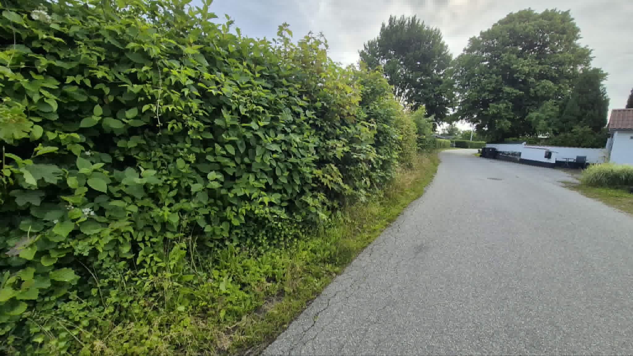 Hæk langs vej – før klipning